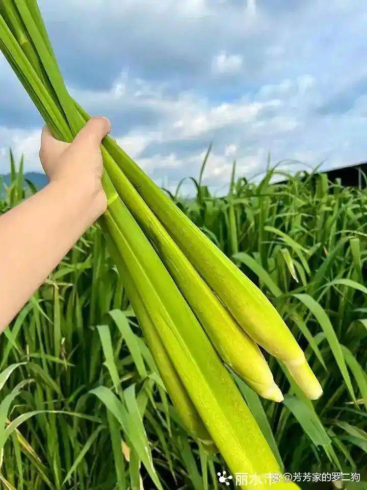 茭白种植技术视频