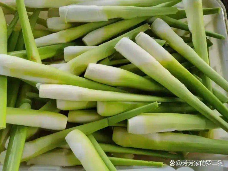 茭白种植技术视频