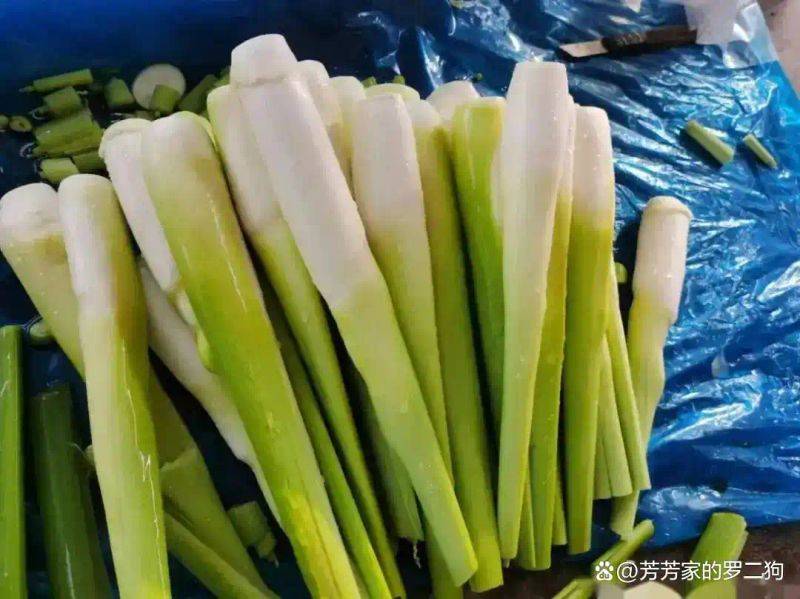 茭白种植技术视频