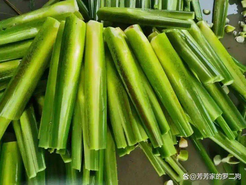 茭白种植技术视频