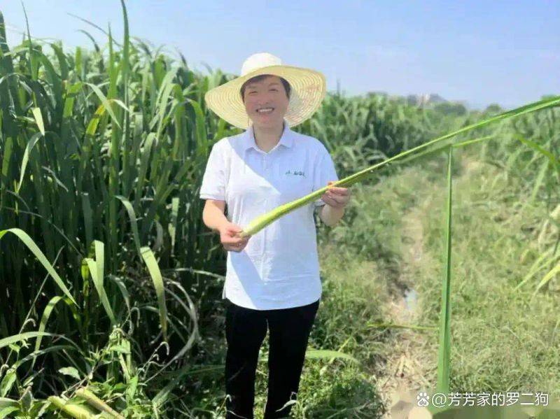 茭白种植技术视频