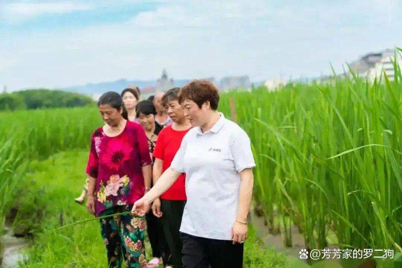 茭白种植技术视频