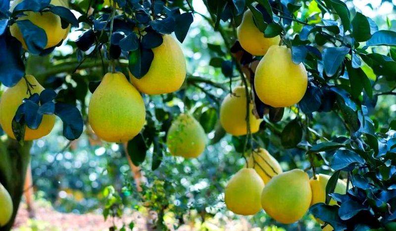 A video on the techniques of planting grapefruit trees