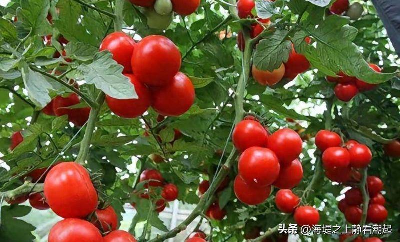 Winter tomato cultivation techniques