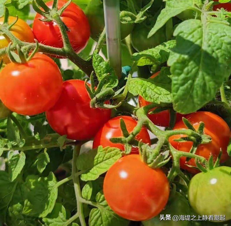 Winter tomato cultivation techniques