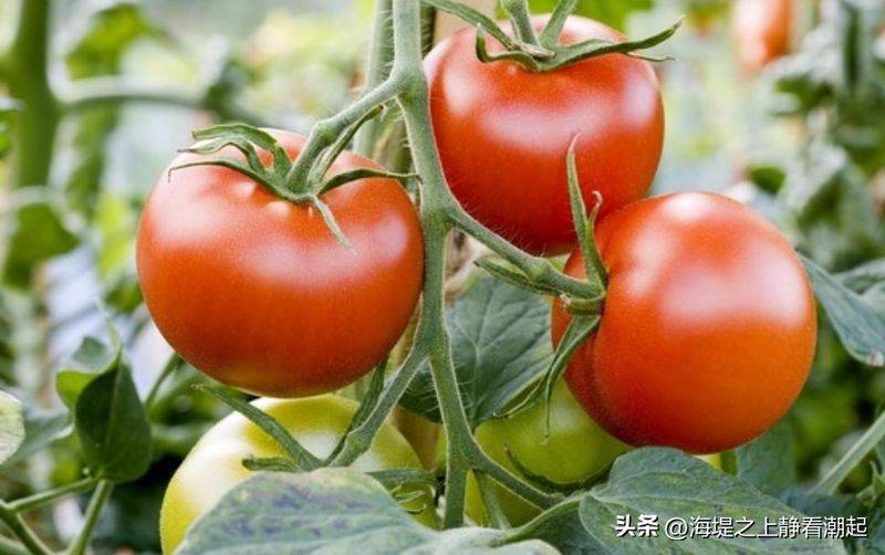 Winter tomato cultivation techniques