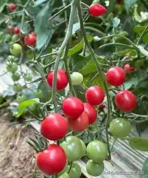 Winter tomato cultivation techniques