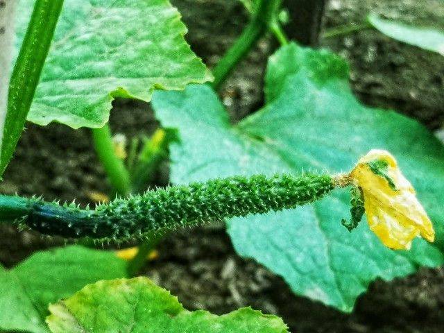 露天黄瓜种植技术