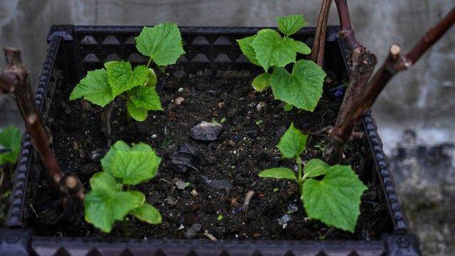 露天黄瓜种植技术