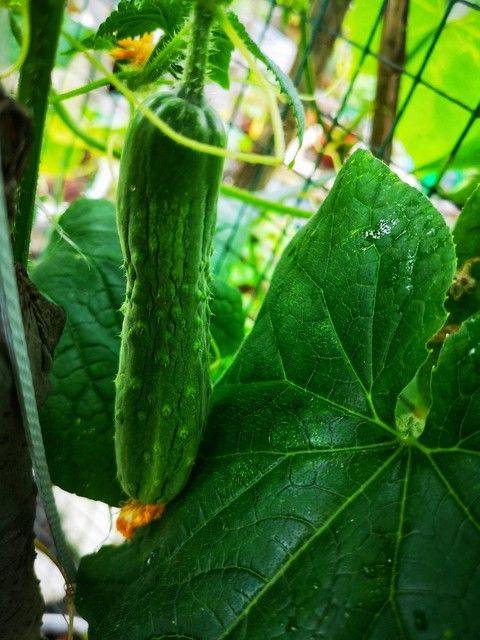 露天黄瓜种植技术