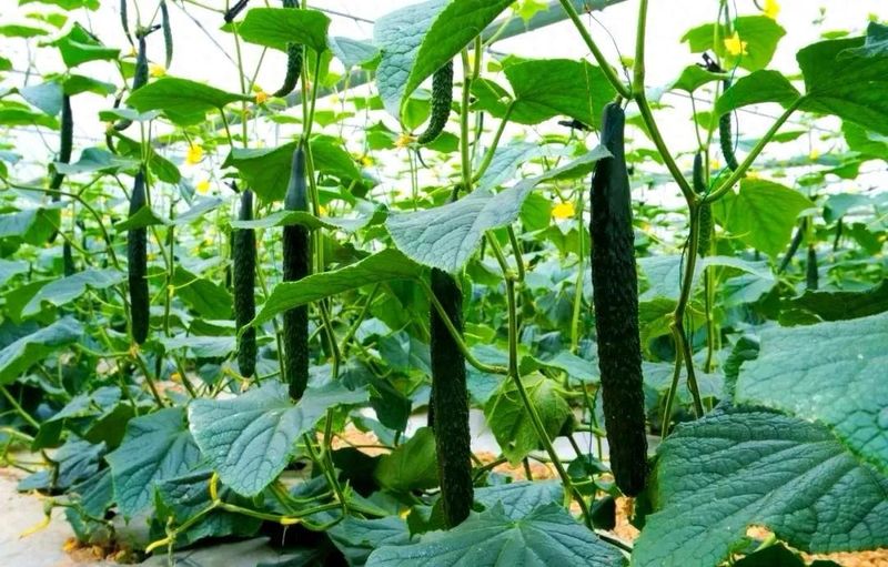 露天黄瓜种植技术