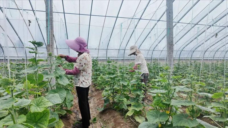 露天黄瓜种植技术