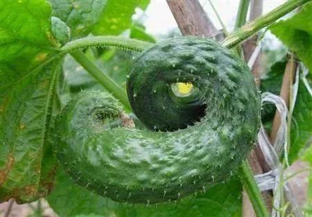 露天黄瓜种植技术