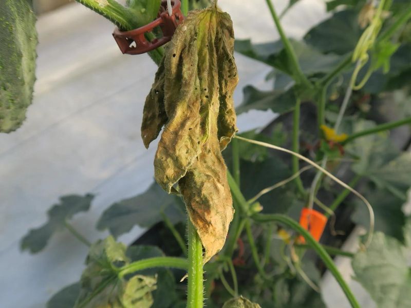 露天黄瓜种植技术