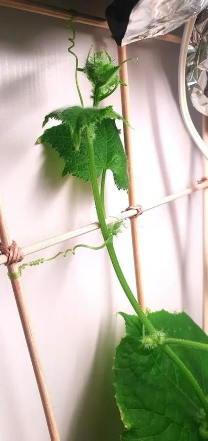 露天黄瓜种植技术