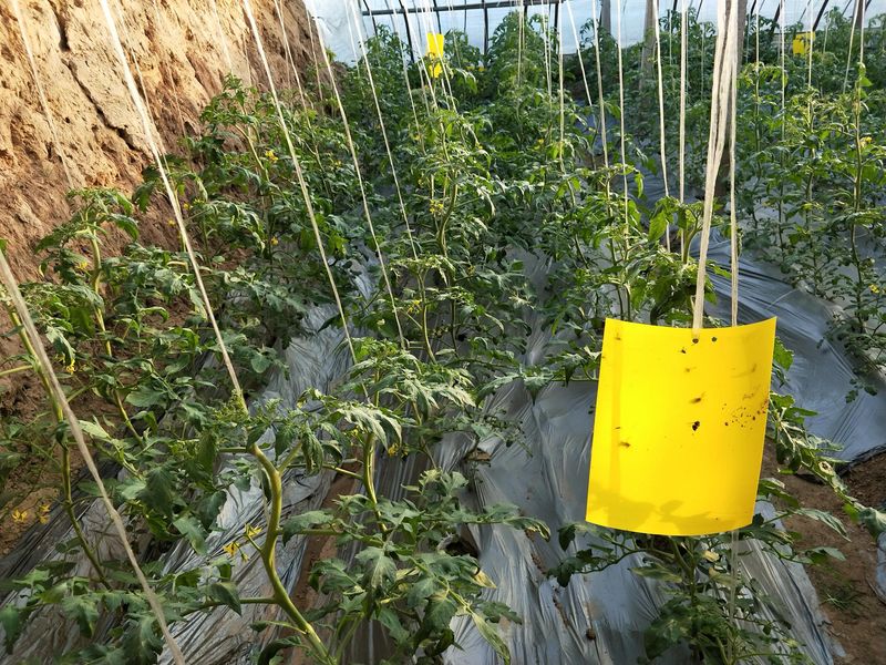 露天黄瓜种植技术