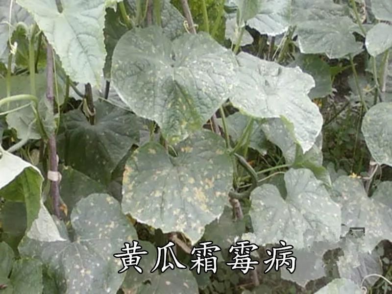 露天黄瓜种植技术