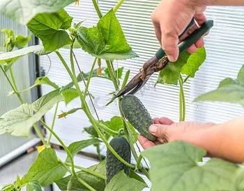 露天黄瓜种植技术