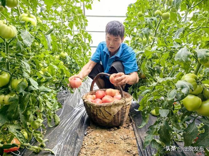 黄秋葵的种植方法视频