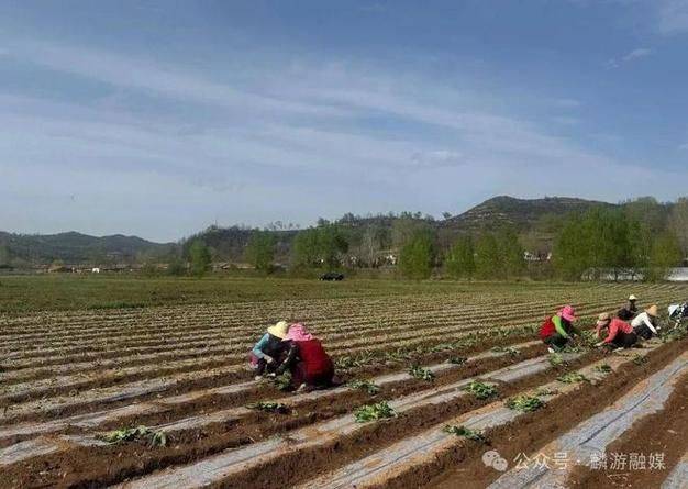 黄秋葵的种植方法视频