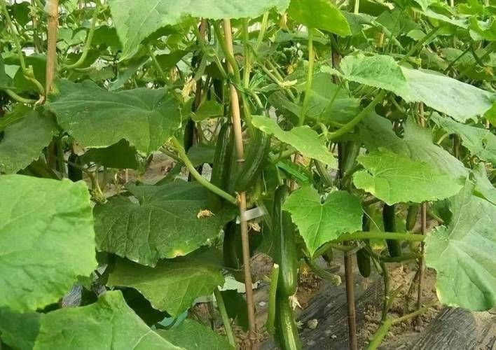 露天黄瓜种植技术