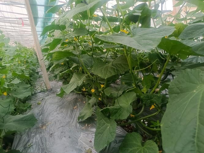 露天黄瓜种植技术
