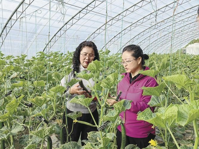 露天黄瓜种植技术