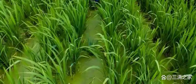 茭白种植技术视频