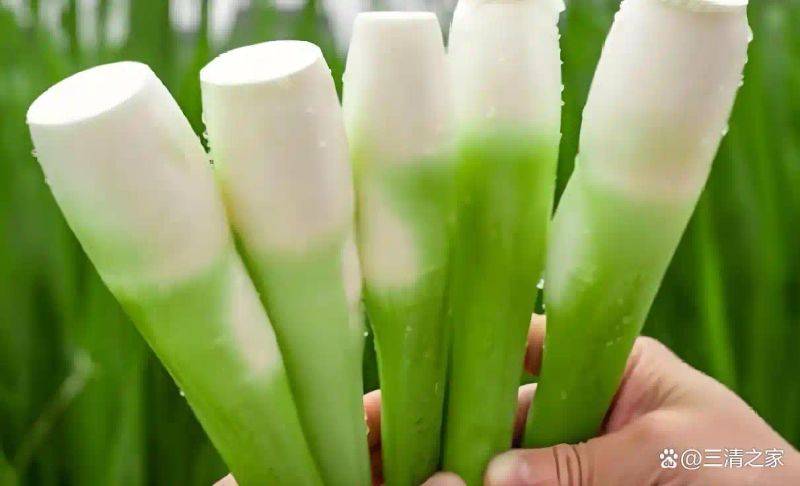 茭白种植技术视频