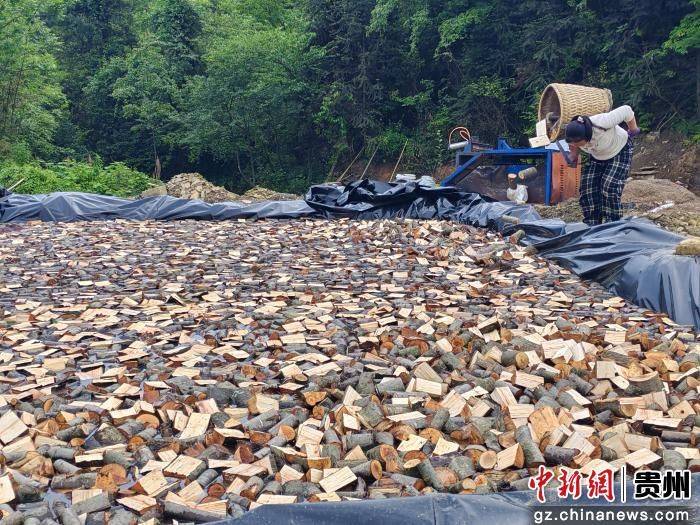 贵州德江复兴镇：天麻产业激活沉睡山林