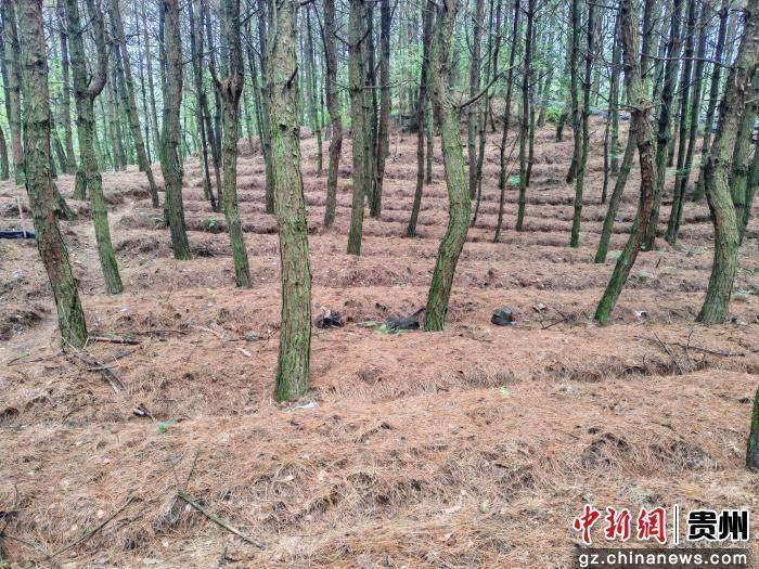 Guizhou tinmah plantation technology