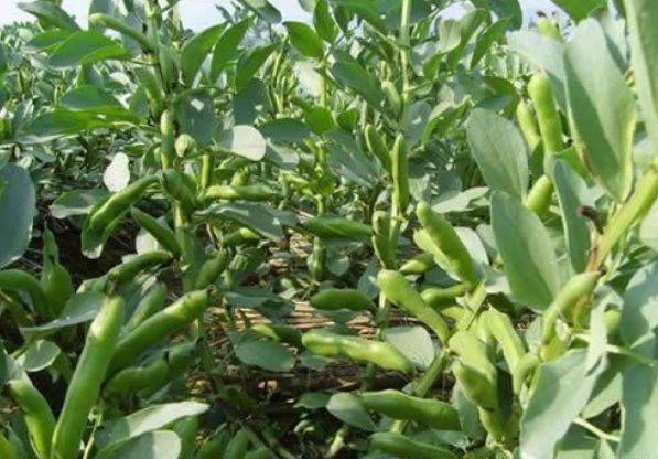 蚕豆种植技术