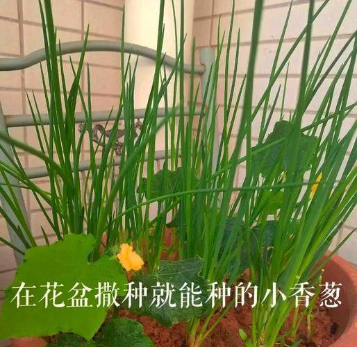 四季小香葱的种植方法