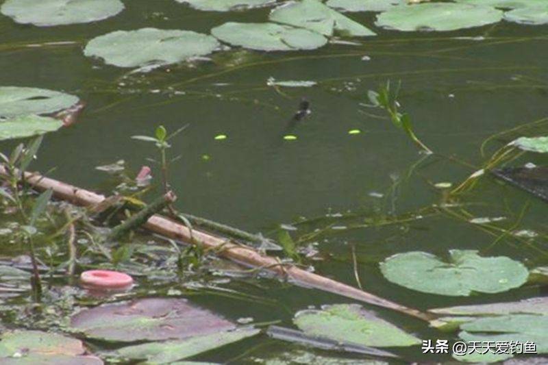 春季钓鱼方法