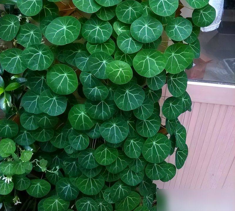 豹纹陆龟多少钱