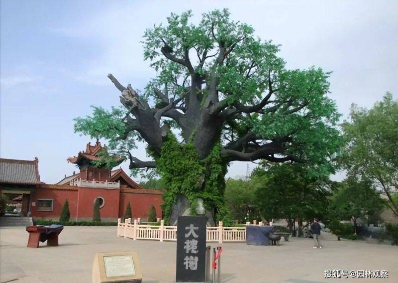 国槐的种植方法