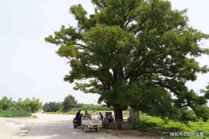 国槐的种植方法