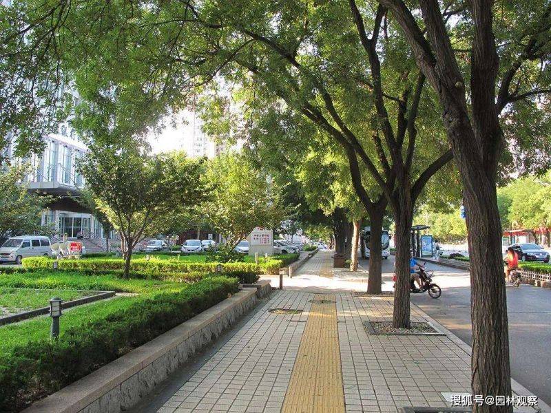 国槐的种植方法