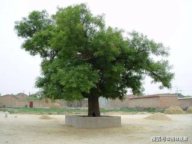 国槐的种植方法