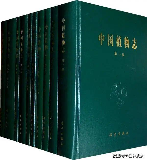 国槐的种植方法