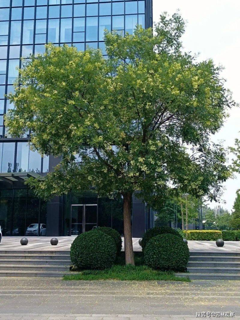 国槐的种植方法