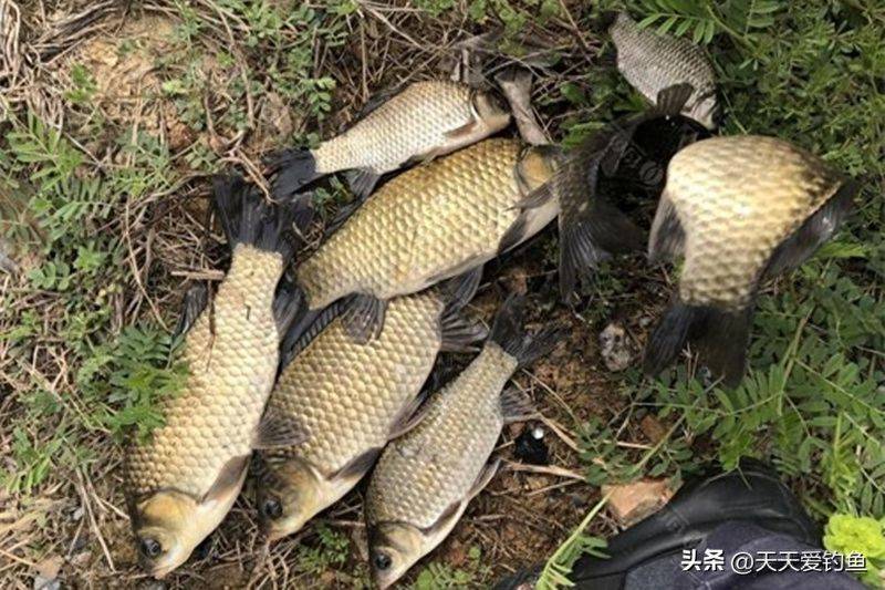 春季钓鱼方法
