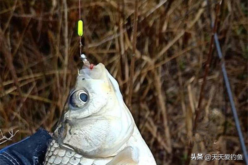 春季钓鱼方法