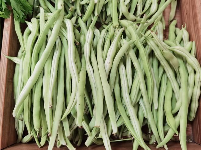 四季豆种植技术