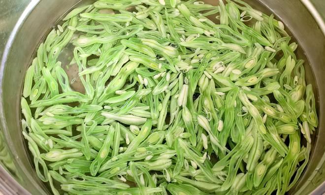 四季豆种植技术