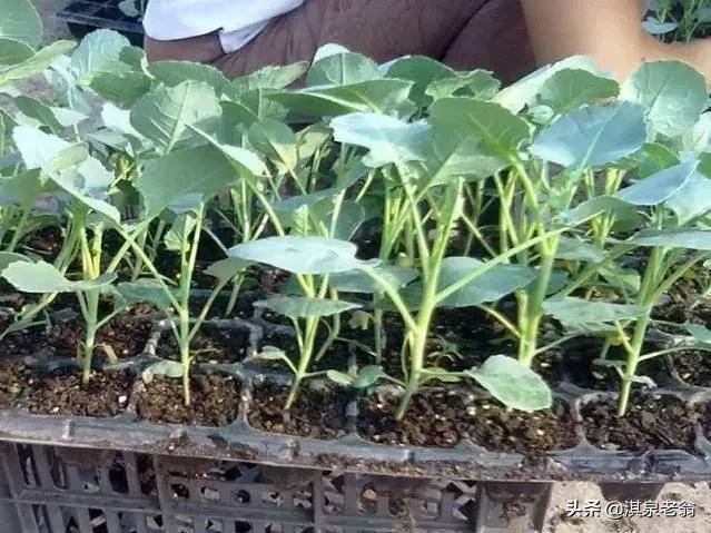 露地越冬西兰花种植技术