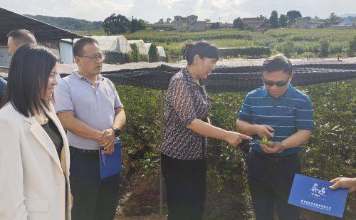 农业科技重楼种植技术