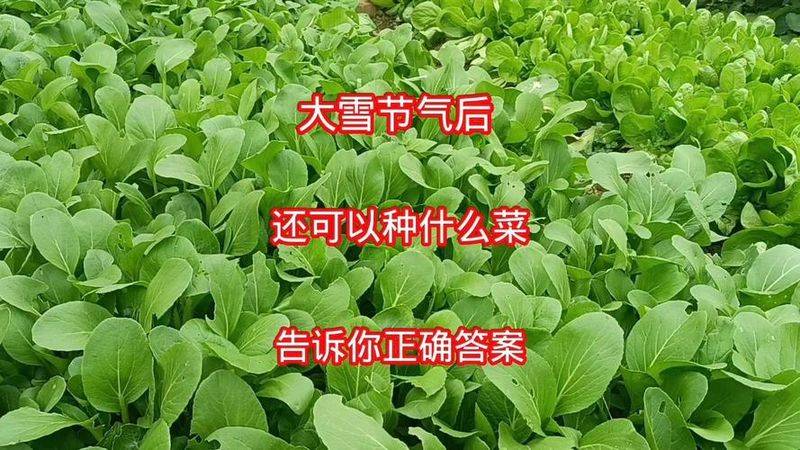 露地越冬西兰花种植技术