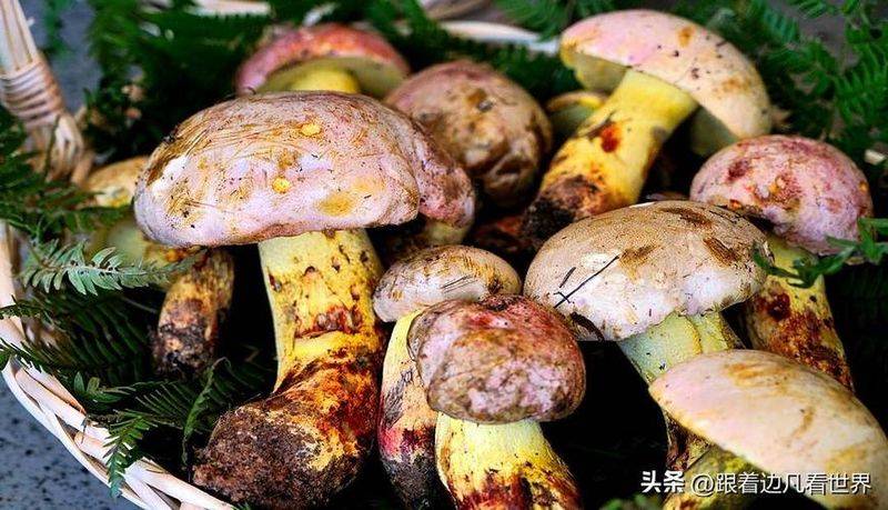 蚕豆种植技术