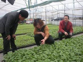 茄子种植技术